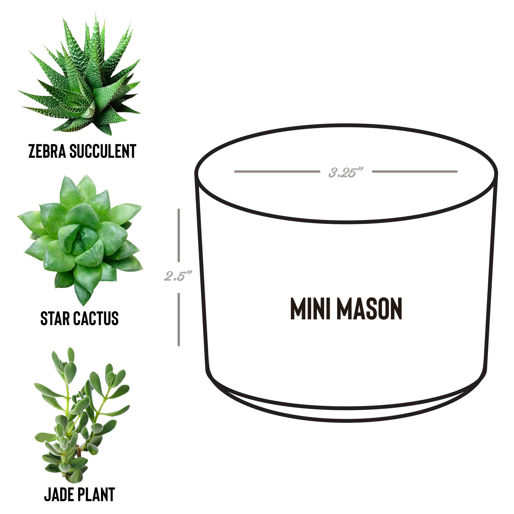 Bear_Paw_Potted_Plants_Mason_Spec_Mockup.png