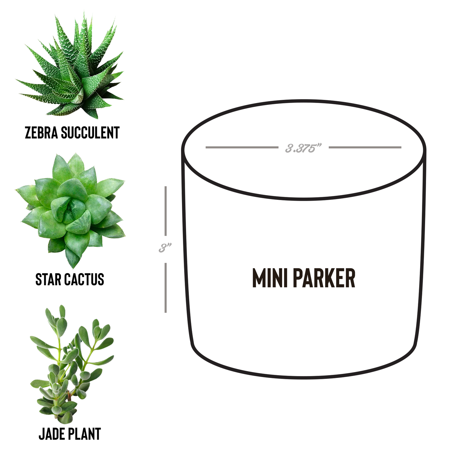 Bear_Paw_Potted_Plants_Parker_Spec_Mockup.png