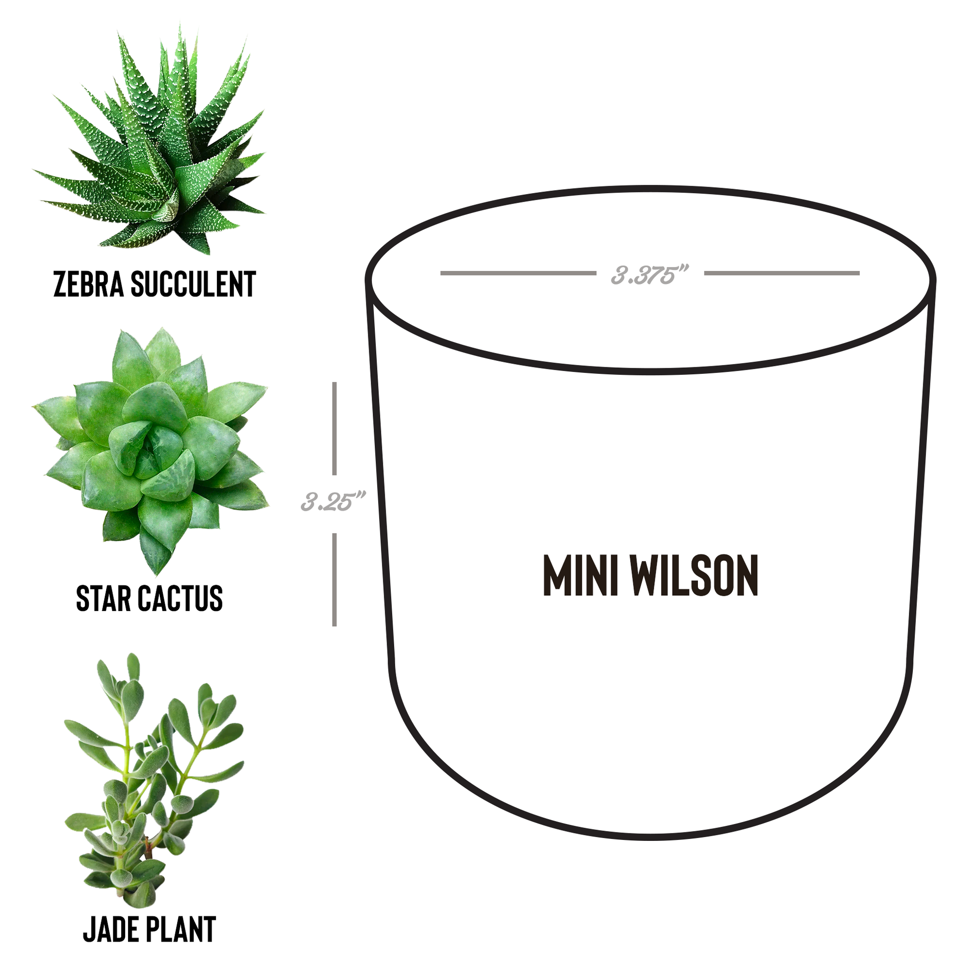 Bear_Paw_Potted_Plants_Wilson_Spec_Mockup.png